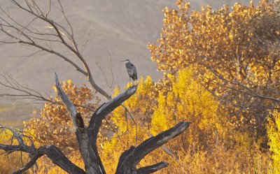 Great Blue Heron