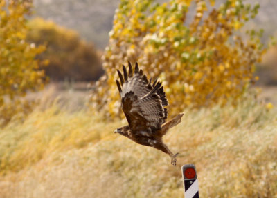 Red-shouldered Hawk
