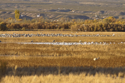 Sandhill Cranes