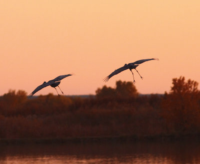Sandhill Cranes
