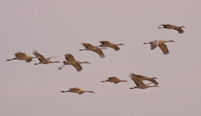 Sandhill Cranes