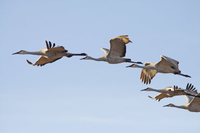 Sandhill Cranes