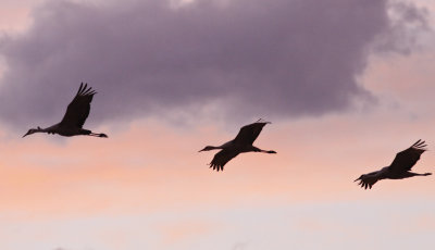Sandhill Cranes