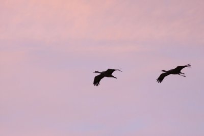 Sandhill Cranes