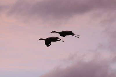 Sandhill Cranes