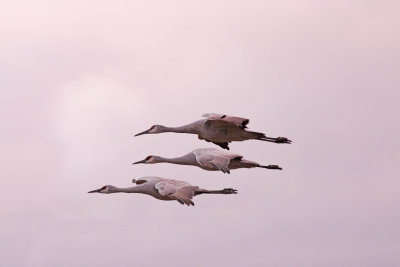 Sandhill Cranes