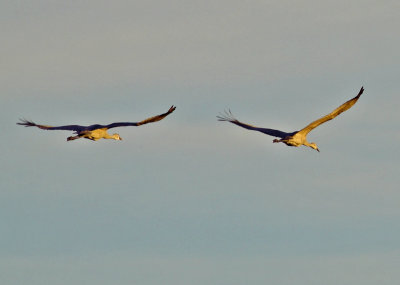 Sandhill Cranes