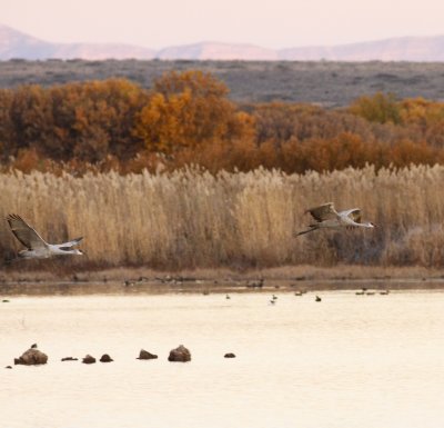 Sandhill Cranes