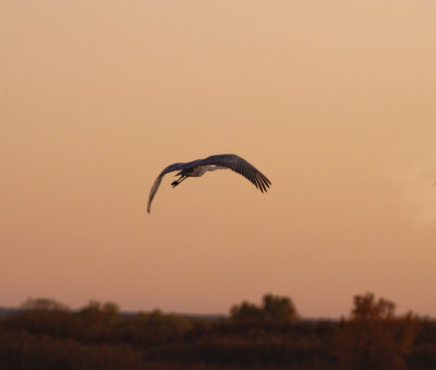 Sandhill Crane