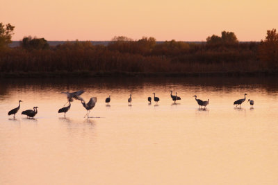 Sandhill Cranes