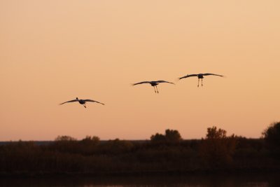 Sandhill Cranes