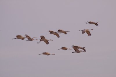 Sandhill Cranes