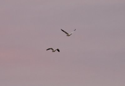 Snow Geese