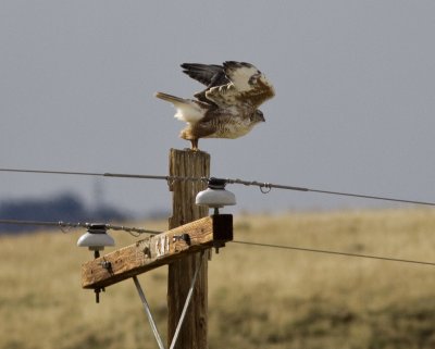 Ferruginous Hawk in Panoche Valley