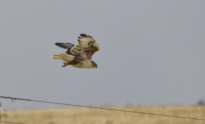 Ferruginous Hawk in Panoche Valley