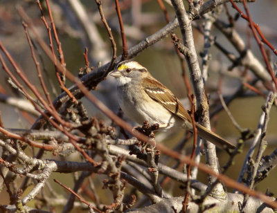 White-throated Sparrow in Yard