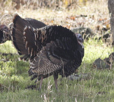 Wild Turkey-Panoche Valley Rd