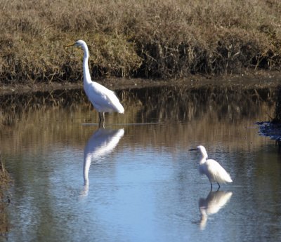 Egrets at Morro Bay