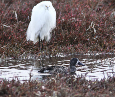 Snowy Egret and Blue-winged Teal at Morro Bay