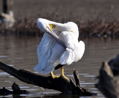 White Pelican at Harkins Slough