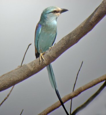 Abyssinian Roller- Mali West Africa