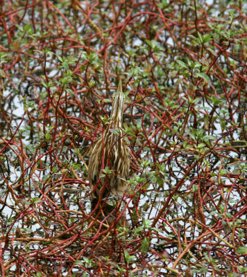 American Bittern- Antonelli's Pond