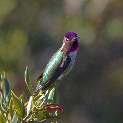 Anna's Hummingbird-Arboretum UCSC