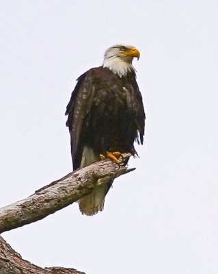 Bald Eagle in Storm Bay BC