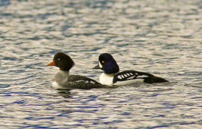 Barrow's Goldeneyes 2 - Storm Bay BC