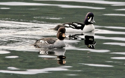 Barrow's Goldeneyes - Storm Bay BC