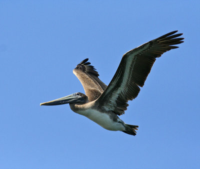 Brown Pelican at Santa Cruz Wharf
