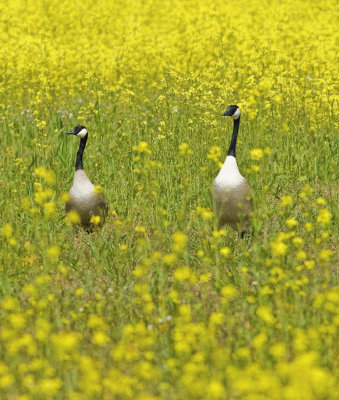 Canada-Geese-Wilder SP