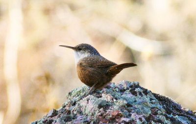 Canyon Wren at the Pinnacles Nat. Monument CA