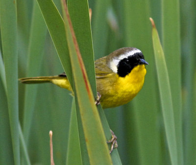 Common Yellowthroat at Natural Bridges SP