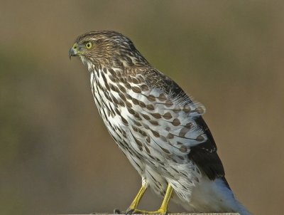 Cooper's Hawk - Wilder SP