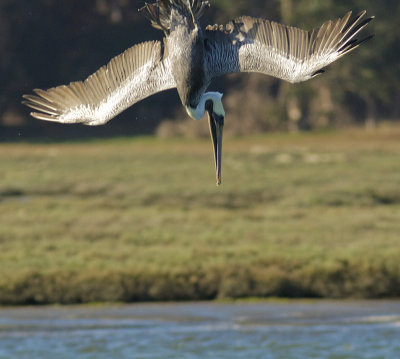 Diving Brown Pelican-Morro Bay CA