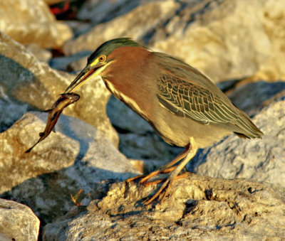 Green Heron at Westlake Pond