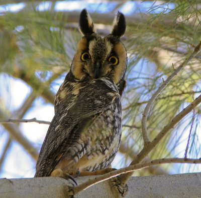 Long-eared Owl at Mercey Hot Springs CA