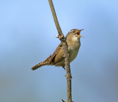 Marsh Wren-Reiffels Park BC