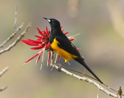 Black-vented Oriole in Oaxaca Mexico