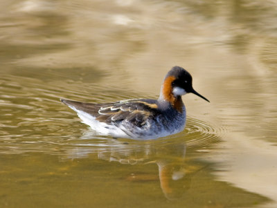 Red-necked Phalarope - Natural Bridges SP