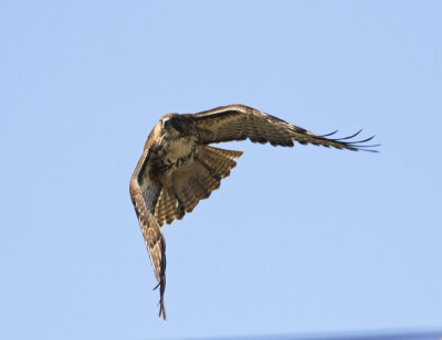 Red-tailed Hawk at Dolan Rd Watsonville CA