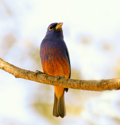 Rosetta Bunting-Chiapus Mexico