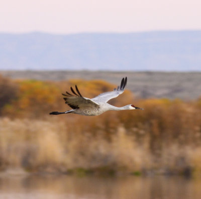 Sandhill Crane-Bosque del Apache NM