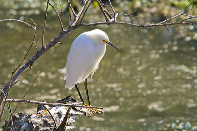 Snowy Egret at Younger Lagoon