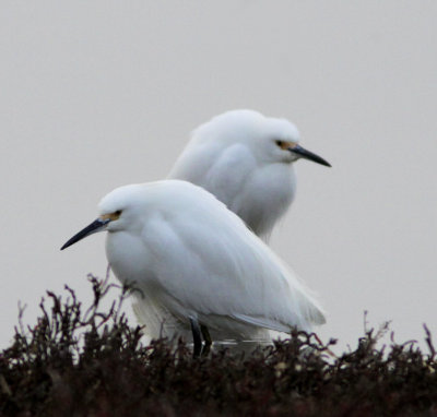 Snowy Egrets-Morro Bay CA