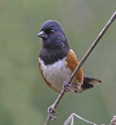 Spotted Towhee in Meder Canyon