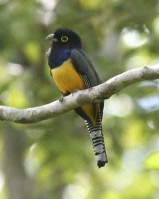 Violaceous Trogon - Yucatan Mexico