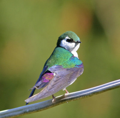 Violet-green Swallow in Storm Bay BC