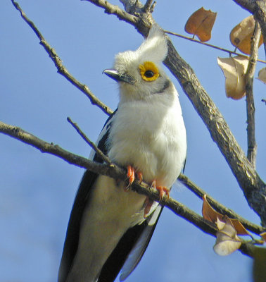 White-crested Helmet-Shrike in The Gambia